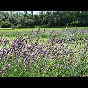 Meet your Posher, Catarina